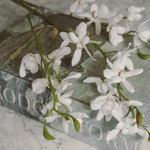 Può includere: Un ramo di fiori di orchidea artificiali bianchi con steli verdi appoggiato su un libro con copertina rigida intitolato THEODORE STORM. I delicati petali bianchi presentano piccoli centri e gli steli hanno diversi piccoli boccioli verdi.