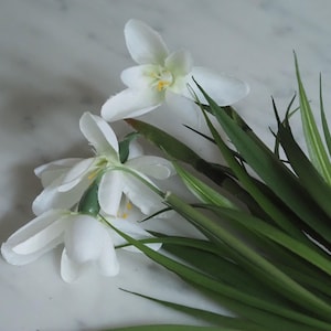 Könnte beinhalten: Nahaufnahme von weißen Schneeglöckchenblüten mit grünen Stielen und langen, schmalen grünen Blättern. Die Blüten haben zarte weiße Blütenblätter und gelbe Zentren. Die Anordnung befindet sich vor einem hellen Hintergrund.