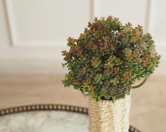 Sedum bush, succulent bush, green, reddish-brown, natural look, table decoration, 20 cm