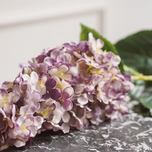 Könnte beinhalten: Nahaufnahme einer lila-weißen Hortensienblüte mit grünen Blättern. Die Blüte hat eine Mischung aus lila und weißen Blütenblättern mit gelben Zentren. Die Blüte liegt auf einer Marmoroberfläche.