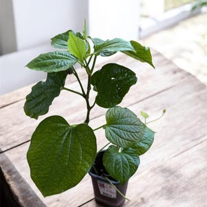 Organic Pipper Lolot ( Lá Lốt )  Live Plants in Pot 1ft up.