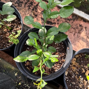 kaffir lime tree from seed 5-7 inches