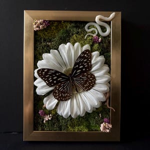 Real Framed Butterfly