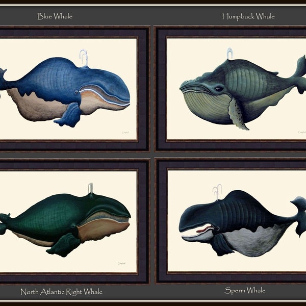 Whales Giclee Prints by Tim Campbell