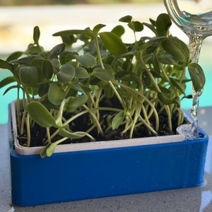 Pode incluir: Um vaso de plástico azul com uma borda branca está sendo regado com um jarro transparente. O vaso está cheio de terra escura e mudas verdes.