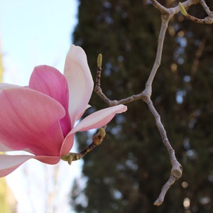 以下が含まれることがあります： 細い茶色の枝に、ピンクと白のマグノリアの花が1輪咲いています。花はピントが合っていますが、背景はぼやけています。