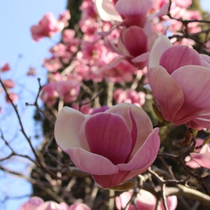 May include: A close-up of a pink magnolia flower in bloom. The flower has multiple petals and is surrounded by other magnolia blossoms.