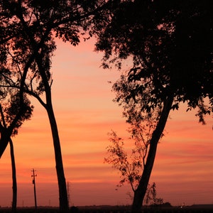 Könnte beinhalten: Silhouette von Bäumen, die einen lebendigen Sonnenuntergang einrahmen. Der Himmel geht von Orange zu Rosa über, mit dunklen Ästen und Blättern, die eine kontrastierende Kontur bilden. Ein Strommast ist in der Ferne zu sehen.
