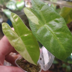 May include: A small Alocasia plant with two distinct arrow-shaped leaves. The larger leaf is deep green, while the smaller leaf features a prominent creamy white variegated section. The plant is potted in a small clear container with moss.