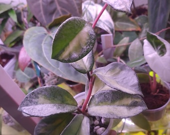 Hoya Carnosa Argentea Princess, Rooted Plant in a Premium