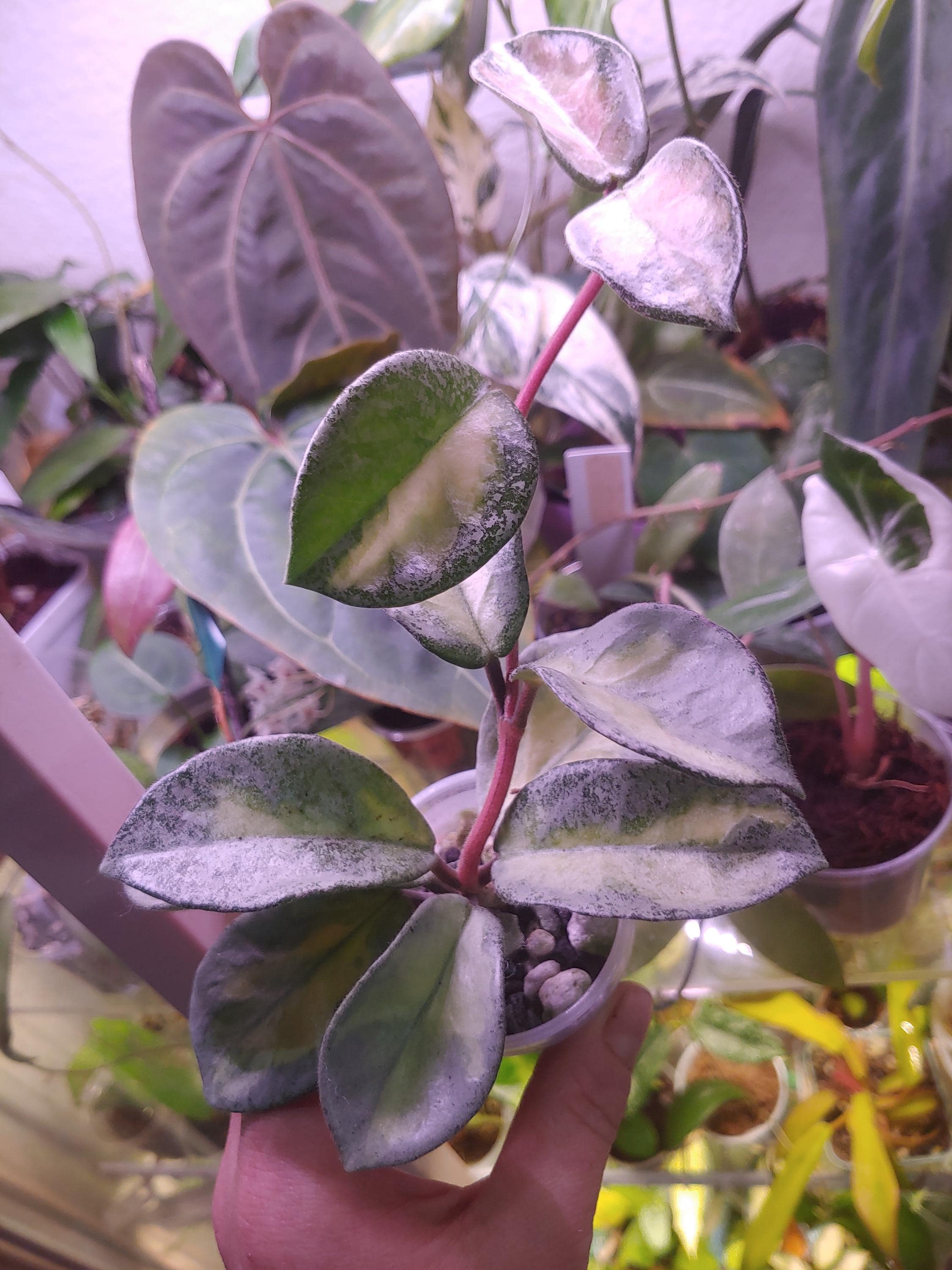 Hoya Argentea Princess - Etsy