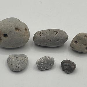 Set of 6 Natural Fossil and Limestone Stones – Petoskey Coral, Fossil Coral, Holey Stones, and Fossiliferous Limestome
