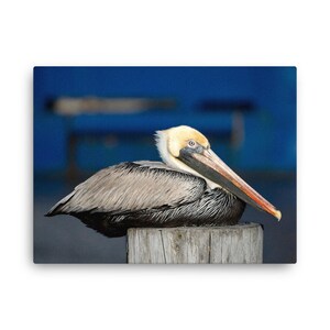 Pelican Pose - Thin Canvas