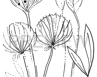 Página para colorear de flores dibujadas a mano: pétalos de papiro (digital)