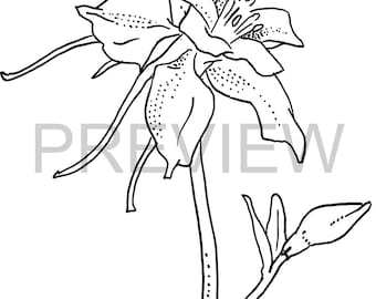 Página para colorear de flores dibujadas a mano: flor de lirio