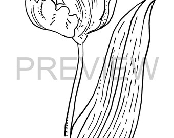 Página para colorear de flores dibujadas a mano - Rose Étoilée (digital)