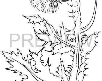 Página para colorear de flores dibujadas a mano - Sahara Flora