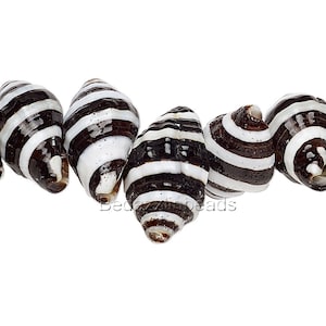 Può includere: Primo piano di sei conchiglie a strisce bianche e nere. Le conchiglie sono disposte in fila, con le punte delle conchiglie rivolte a destra. Le conchiglie sono lisce e lucide.