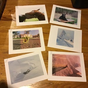 Puede incluir: Un conjunto de seis fotografías, cada una sujeta a una tarjeta blanca. Las imágenes representan diversas escenas, incluyendo un oso en una mesa de picnic, la cabeza de un caballo, un saltamontes, un paisaje nevado, un cisne y una persona en un acantilado.