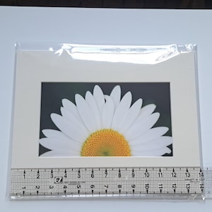 Könnte beinhalten: Ein gerahmter Druck mit einer weißen Gänseblume mit gelber Mitte. Der Druck befindet sich in einem cremefarbenen Passepartout, eingeschlossen in einer transparenten Plastikhülle. Ein Lineal ist darunter platziert und misst bis zu 43 cm.