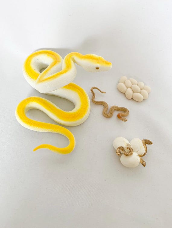 Montessori - Python Life Cycle - Nature Discovery - France - Wooden Tray - Decorative Learning Figurines