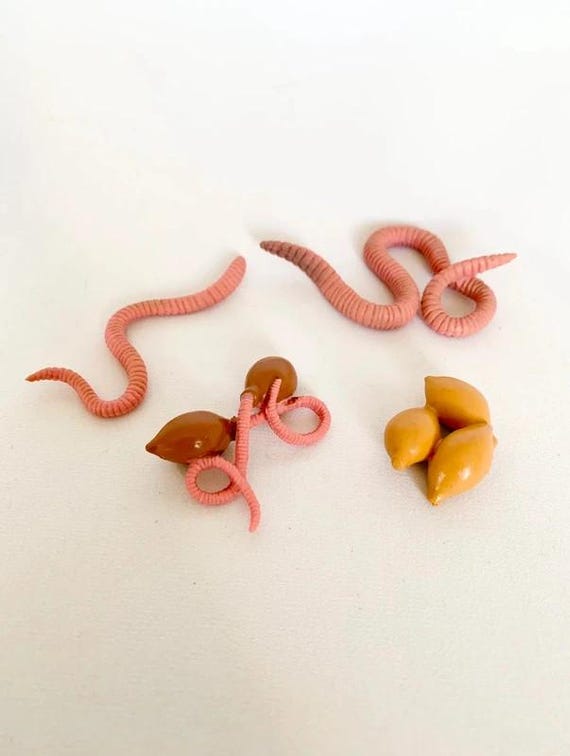 5 Stage Fish Life Cycle Figurines - Educational Decoration for Kids