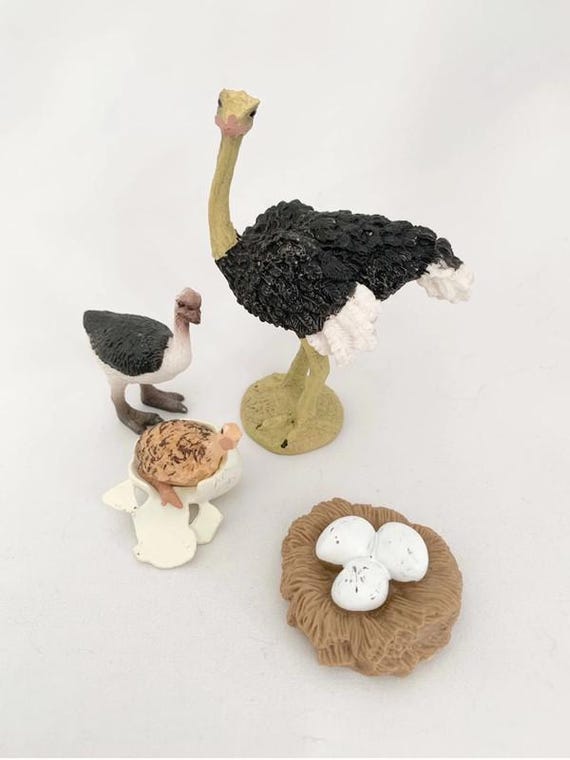 Montessori - Ostrich Life Cycle - Wooden Board - Waldorf - Nature Discovery - France