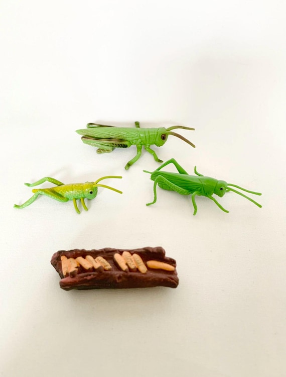 Montessori - Life Cycle of the Grasshopper - Discovery of Nature - France - Wooden Tray