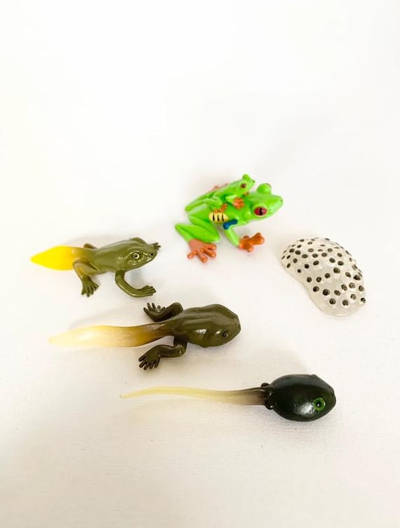 Montessori - Tree Frog Life Cycle - Wooden Tray - Nature Discovery - France