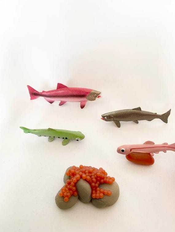 Fish Life Cycle Figures - Sensory Learning Materials - Wooden Tray - Nature Discovery - France