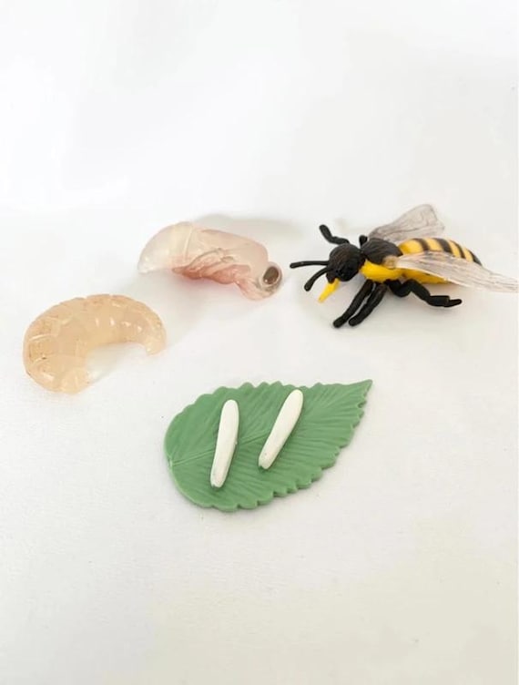 Montessori Bee Life Cycle Activity - Kids Figurines Set - Nature Discovery - France