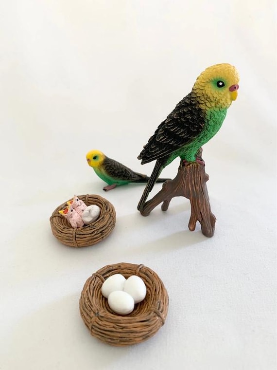 Montessori - Life Cycle of the Parakeet - Figurines - Nature Discovery - France