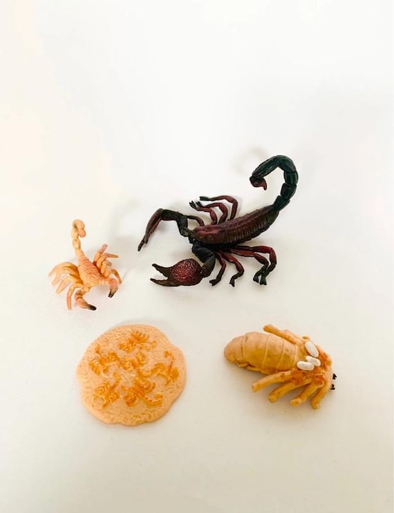 Montessori - Scorpion Life Cycle - - Nature Discovery - France - Wooden Tray - Decorative Learning Figurines