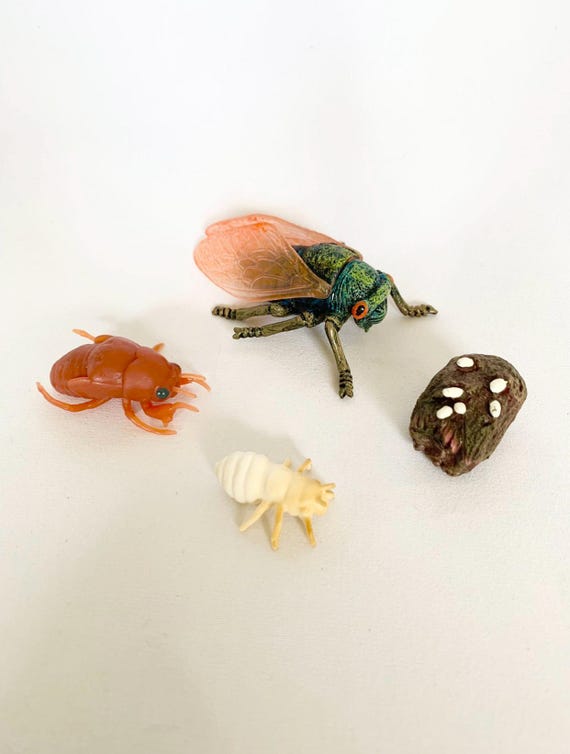 Life Cycle of the Cicada - Montessori Wooden Tray - Waldorf - Nature Discovery - France