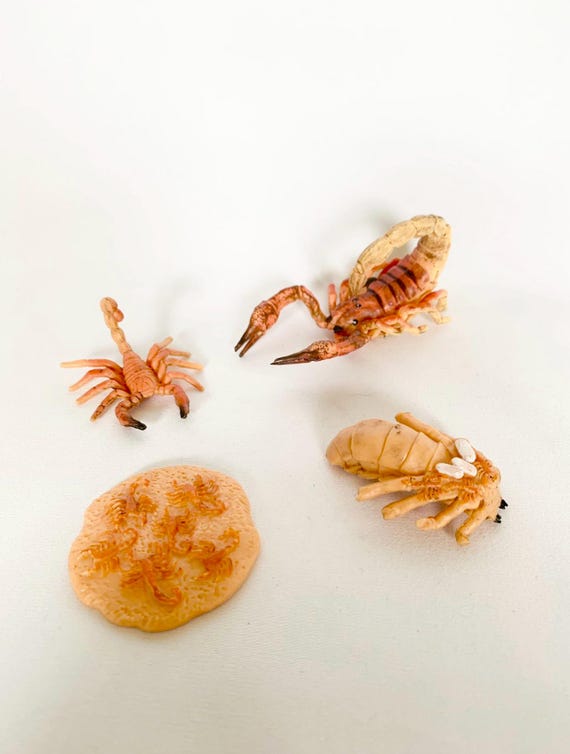 Montessori - Scorpion Life Cycle Figures - Wooden Tray - Nature Discovery - France