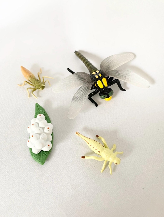 Montessori - - Nature Discovery - France - Life Cycle of the Yellow Dragonfly - Wooden Tray