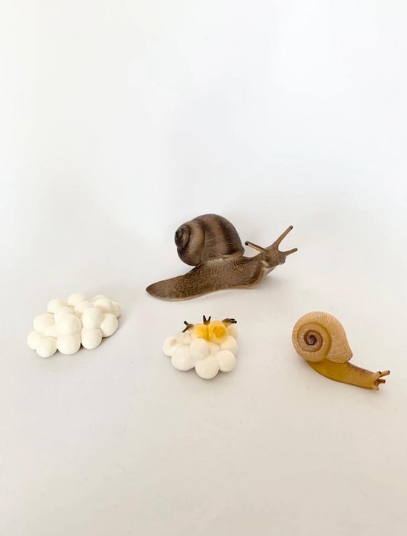 Snail Life Cycle Figures - Sensory Learning Materials - Wooden Tray - Nature Discovery - France