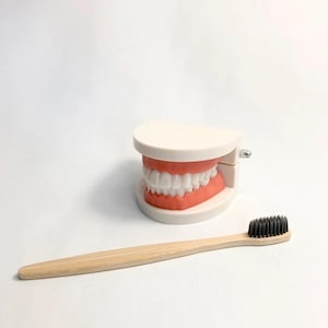 Modèle de Dents et Brosse à Dents - Apprentissage Ludique du Brossage pour Enfants - Montessori