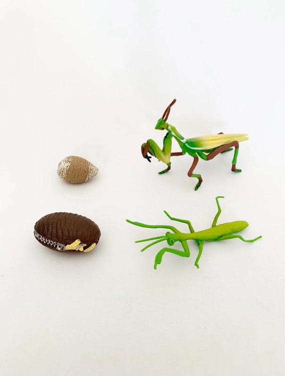 Montessori - Praying Mantis Life Cycle Figures - Wooden Tray - Nature Discovery - France