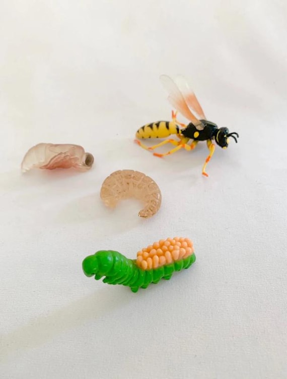 Montessori - - Nature Discovery - France - Wasp Life Cycle - Wooden Tray - Decorative Learning Figurines