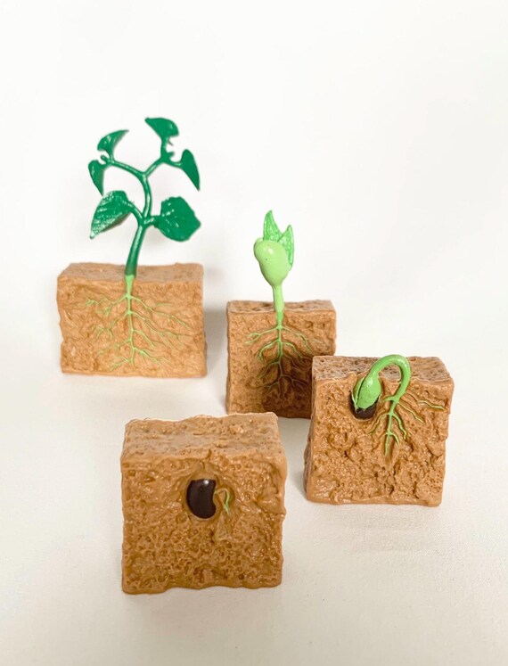 Montessori Plant Life Cycle Figurines - Bean Cycle - Nature Discovery - Educational and Decorative Figurines for Children