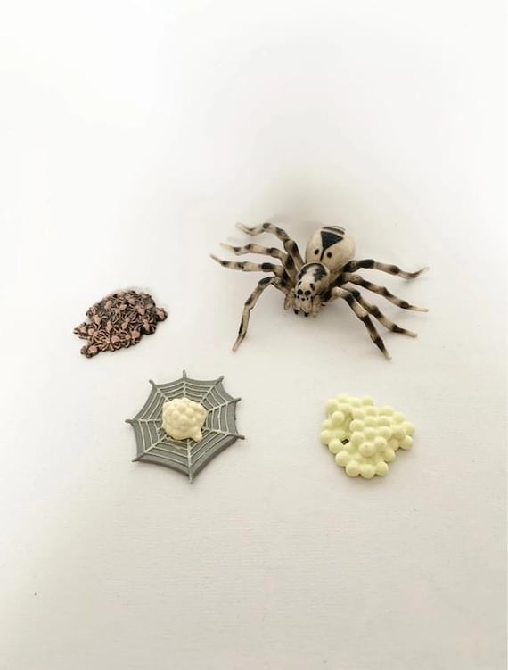Spider Life Cycle Figures - Sensory Learning Materials - Wooden Tray - Nature Discovery - France