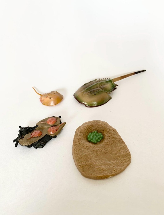 Montessori - Horseshoe Crab Life Cycle - Wooden Board - Waldorf - Nature Discovery - France