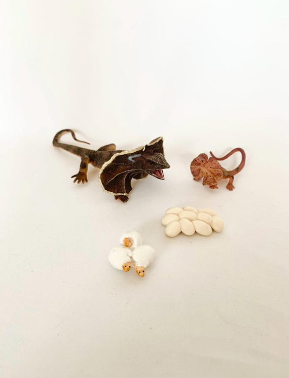 Frill-Necked Lizard Life Cycle - Wooden Tray - Sensory Learning Material