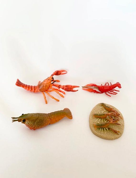 Montessori - Crayfish Life Cycle - Wooden Board - Waldorf - Nature Discovery - France