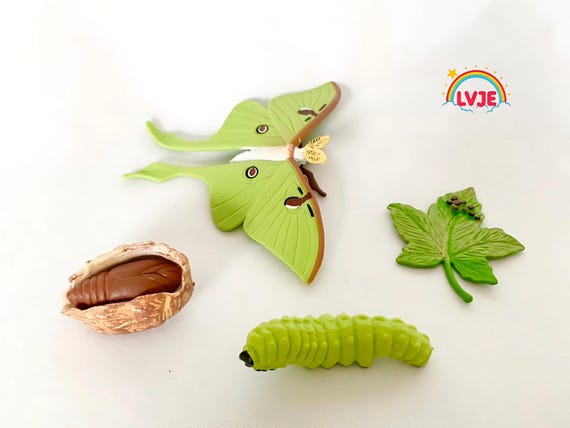 Montessori Materials - Life Cycle of the Moth - Decorative and Educational Wooden Tray - Nature Discovery - France