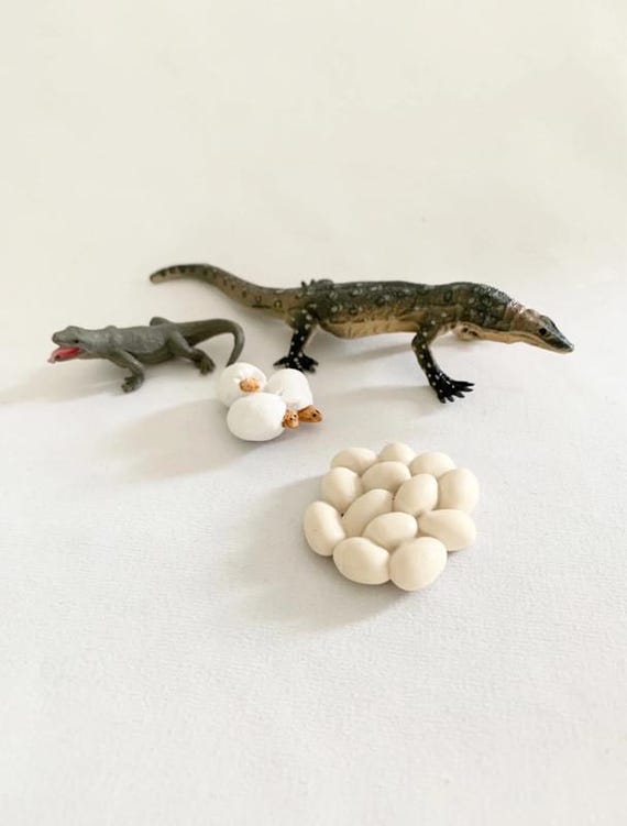 Monitor Lizard Life Cycle Figures - Montessori Wooden Tray - Nature Discovery - France