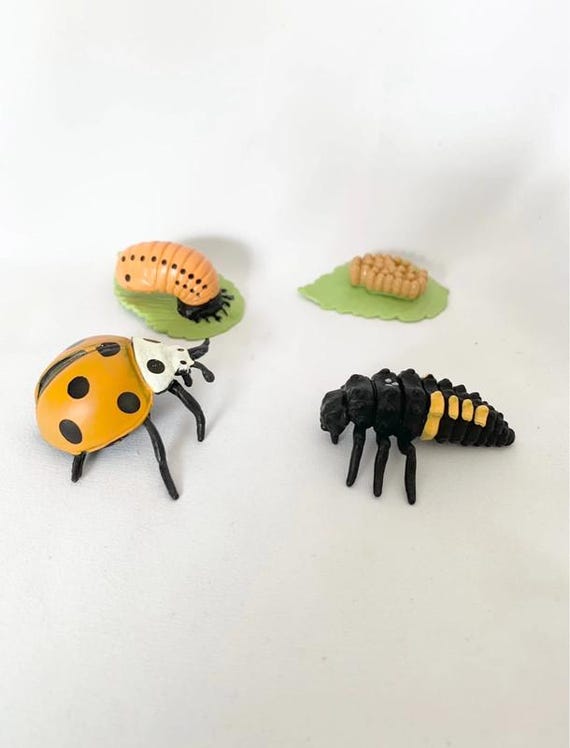 Montessori - Life Cycle of the Yellow Ladybug - Wooden Tray - Nature Discovery - France