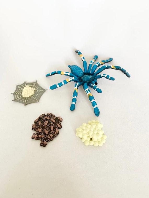 Montessori Blue Spider Life Cycle Figurines - Children's Activity - Nature Discovery - France