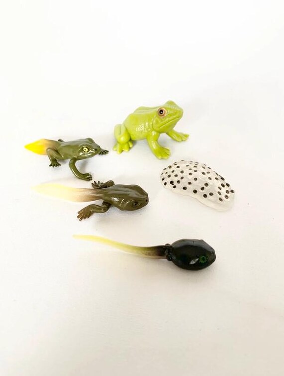 Montessori - Frog Life Cycle - Figurines - Nature Discovery - France
